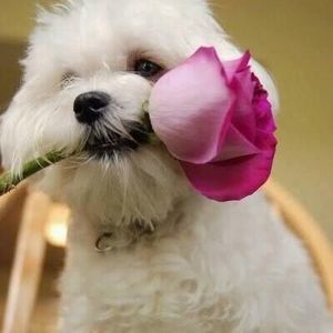 Meet your Posher, Noemy